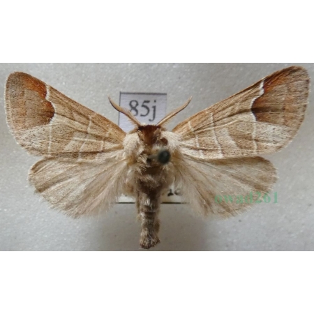 Clostera curtula (Linnaeus, 1758) male Wzjeżka łozówka Czech85j